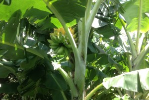 Apple Bananas growing on Maui